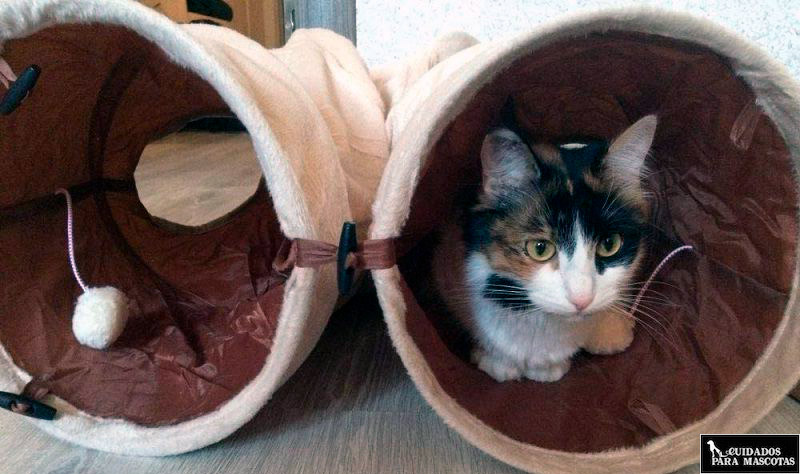 Túneles para gatos de tela