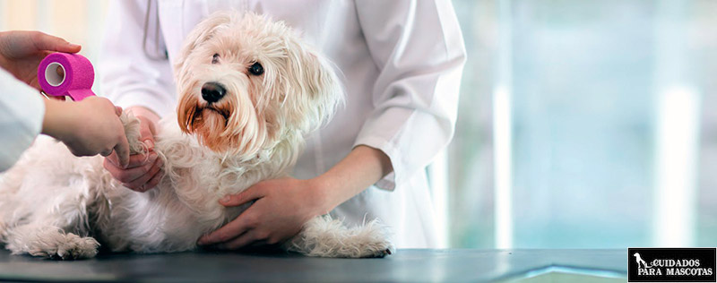 Acude al veterinario para solucionar las heridas de tu perro