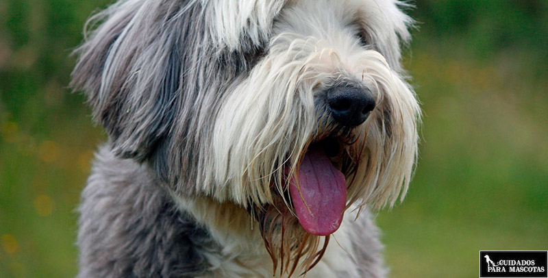 Precauciones al usar biotina en perros
