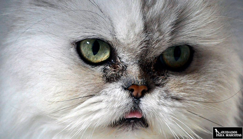 Síndrome de la cara sucia en el gato persa