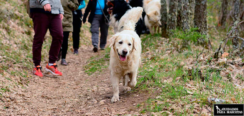 Rutas de senderismo para perros en Asturias