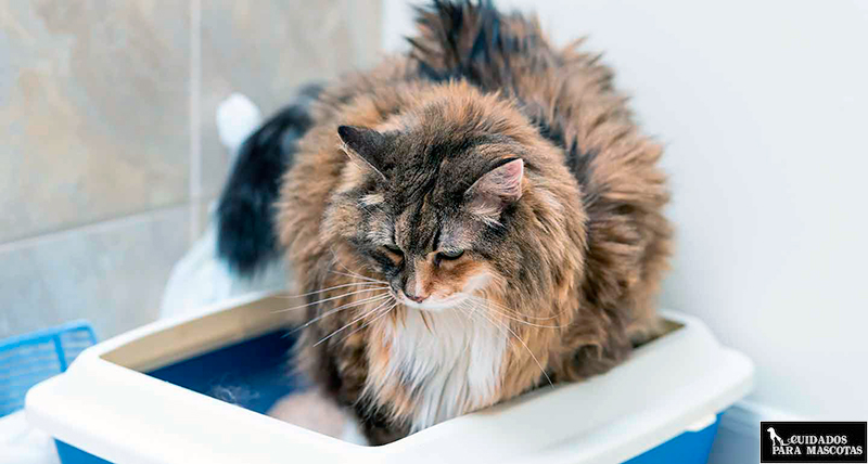 Mi gato tiene diarrea: motivos por los que se produce y soluciones en casa