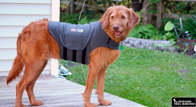 menta Rango sitio Qué es y cómo se usa un chaleco anti ansiedad para perros