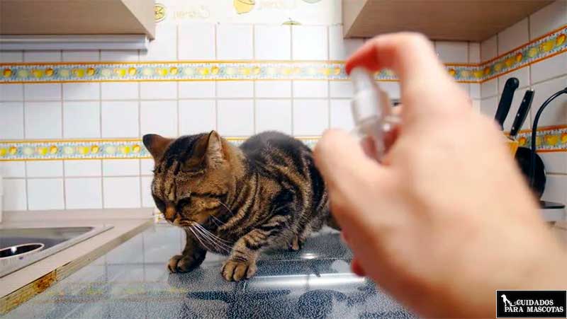 El spray es útil para castigar a un gato en algunas ocasiones