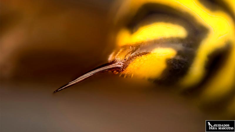Aguijón de abeja