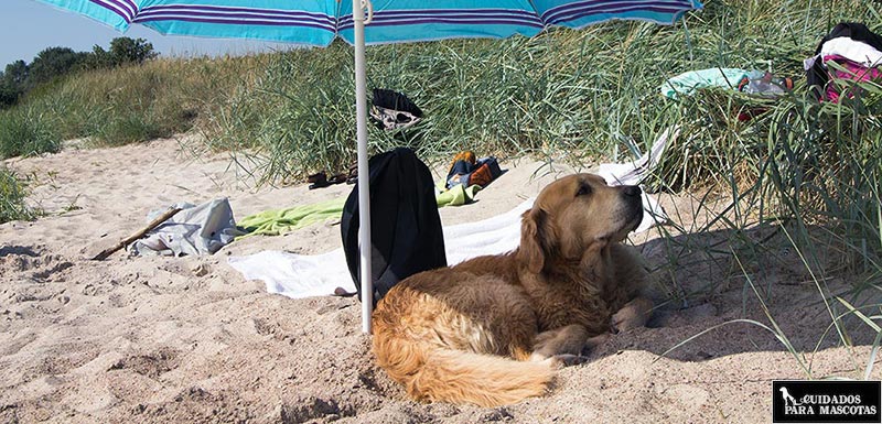 Crema solar para perros