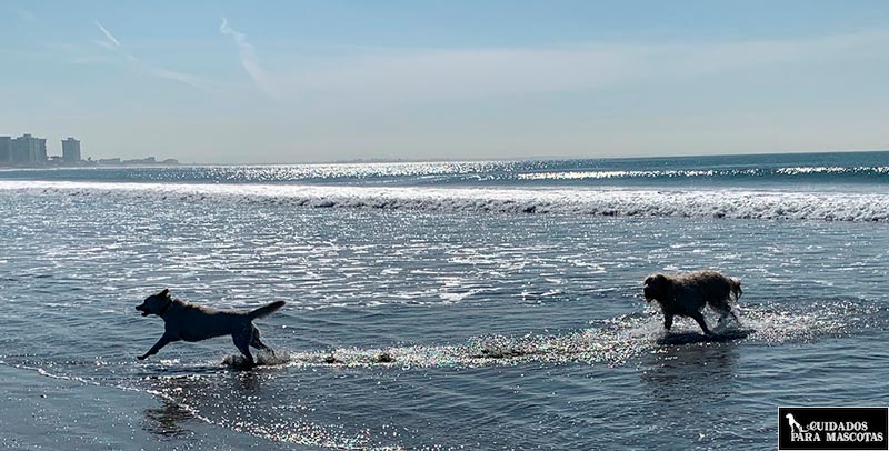 Cuidado con la profundidad de la playa al bañarte con tu perro