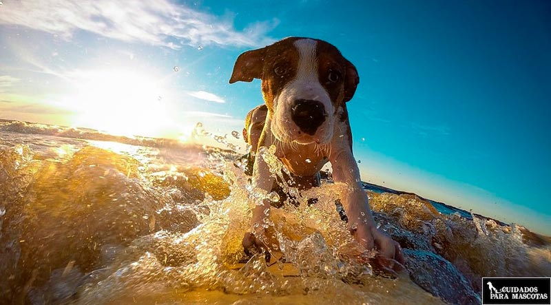 Llévate a tu perro a la playa