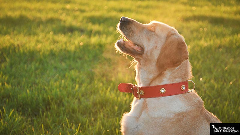 Protección solar para perros