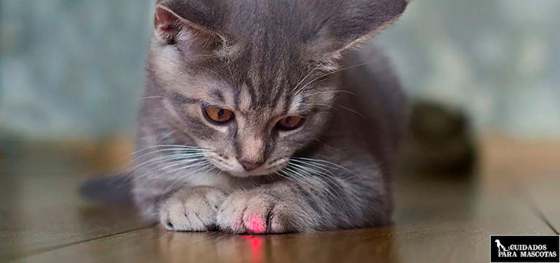 Gato jugando con laser
