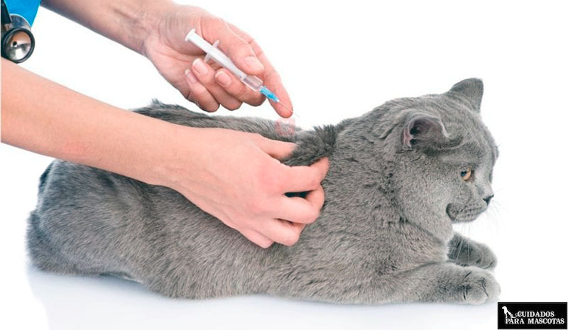 Vacuna gato