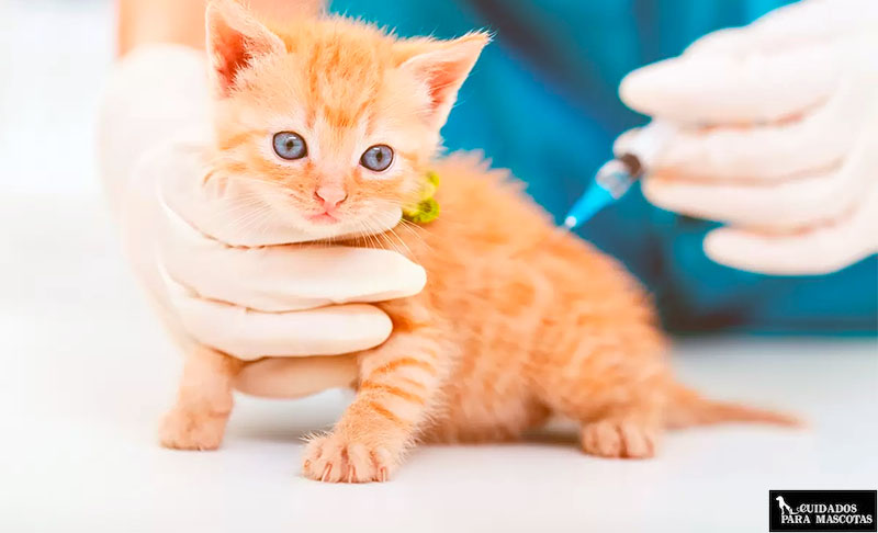 Vacunando a un gatito