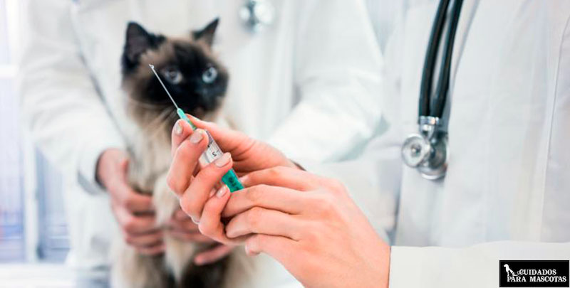 Vacuna trivalente felina