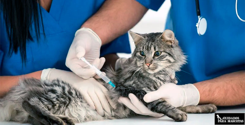 Vacunación gato